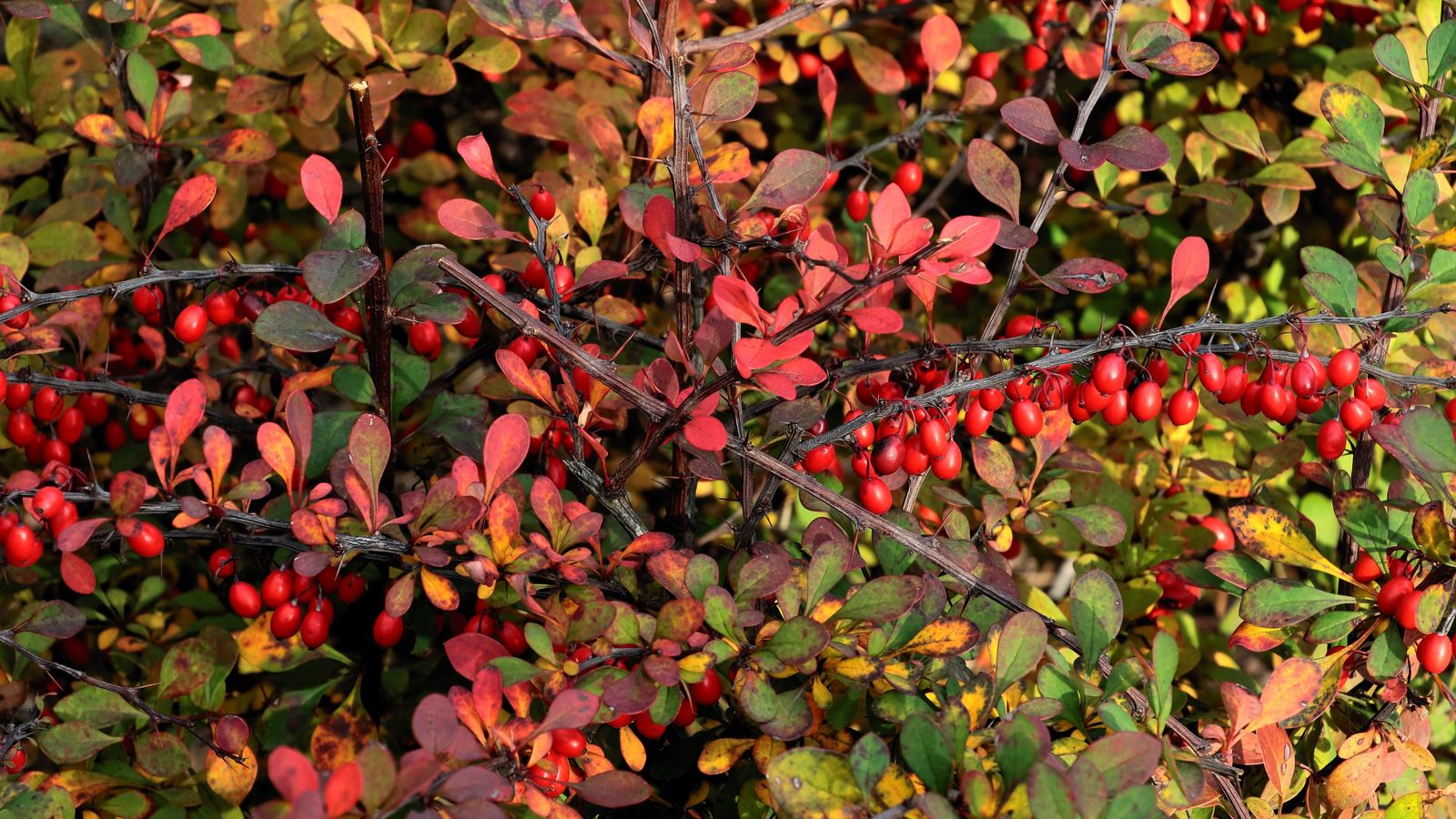 Berberitze - Berberis vulgaris