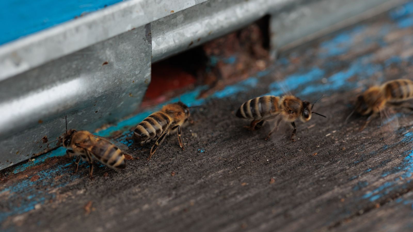 Propolis - Propolisiertes Flugloch