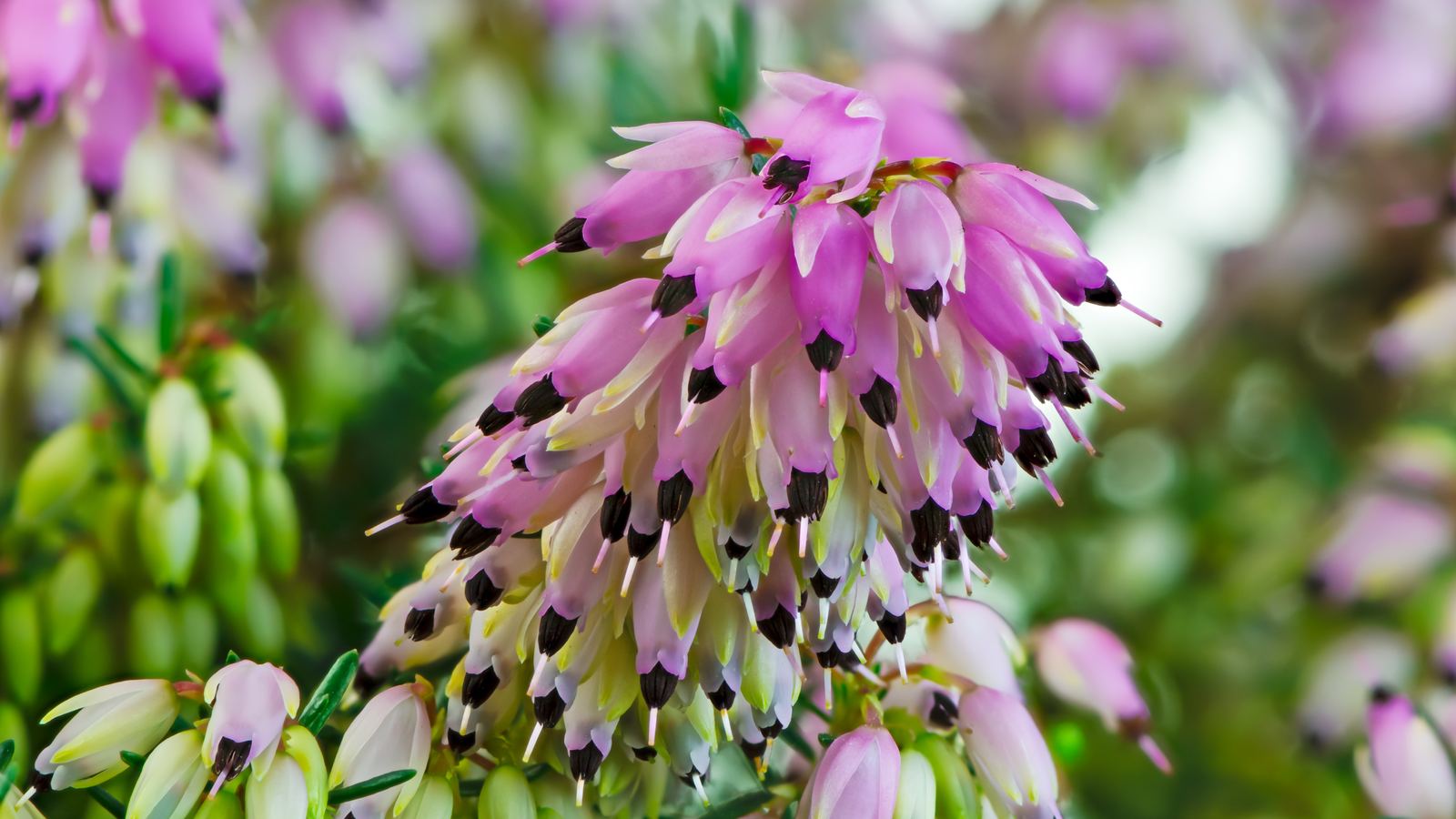Schneeheide - Erica herbacea