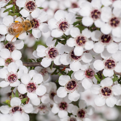 Biene auf Menukablüte, Manukahonig