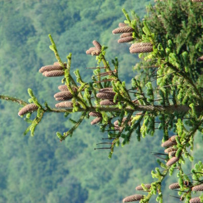 Weisstannenhonig