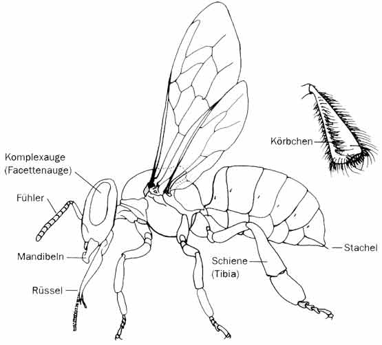 Morphologische Darstellung