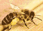 Morphologie der Honigbiene Morphologische Darstellung
