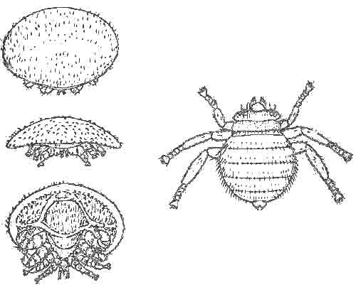 Varroa-Stadien