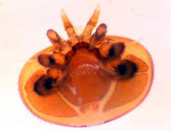 Varroamilbe