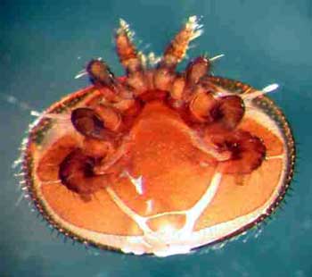 Varroamilbe
