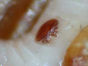 Varroamilbe