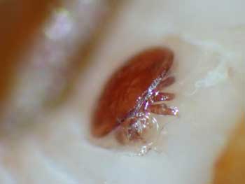 Varroamilbe