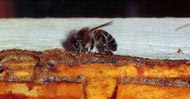 Propolis Verarbeitung