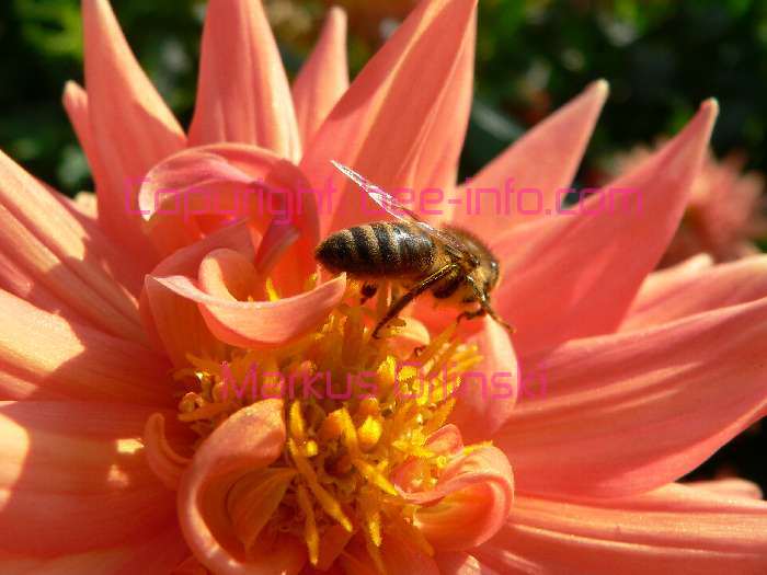 Honigbienen, Bienen