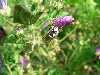 Bienen-mit-Pollenstaub