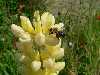 Biene-auf-gelber-Lupinien-Bluete