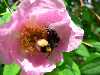 Bienen-Rosen-Bluete-1