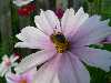 Bienen-Verbena-Bonariensis-Rosa