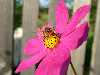 Bienen-Verbena-Bonariensis-Rot