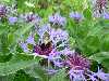 Hummel-auf-Bergflockenblume-Centaurea-montana