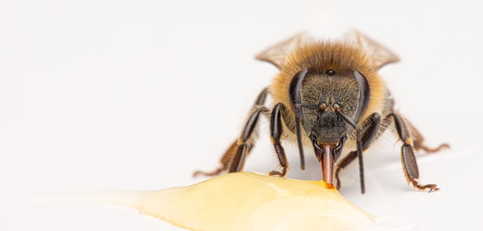 Physiologie der Honigbienen - Sinn für Wärme und Feuchtigkeit