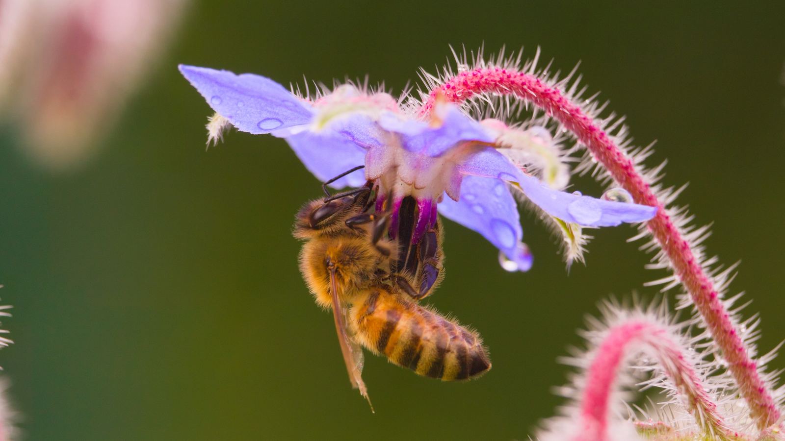 Physiologie der Honigbienen - Vibrationssinn und Gehör