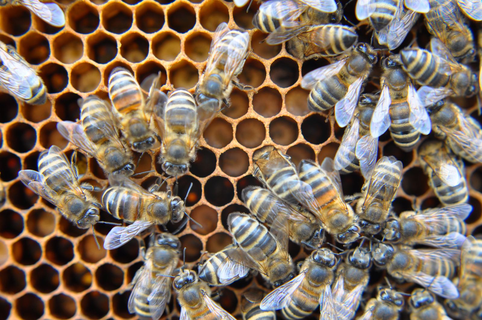 Bienen