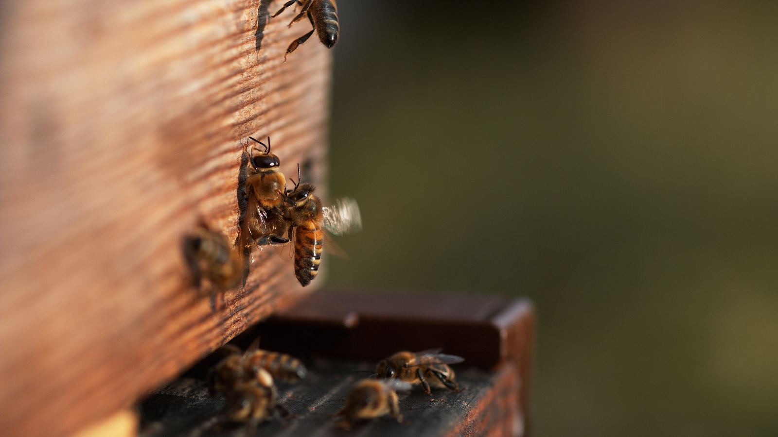 Physiologie der Honigbienen - Tastsinn und Geruchssinn