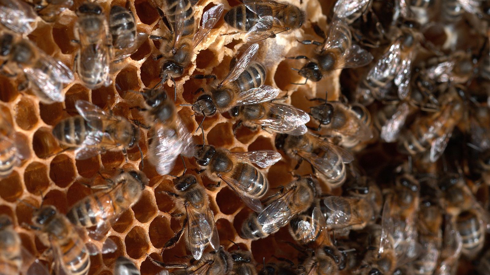 Kommunikation im Bienenvolk und unter Honigbienen