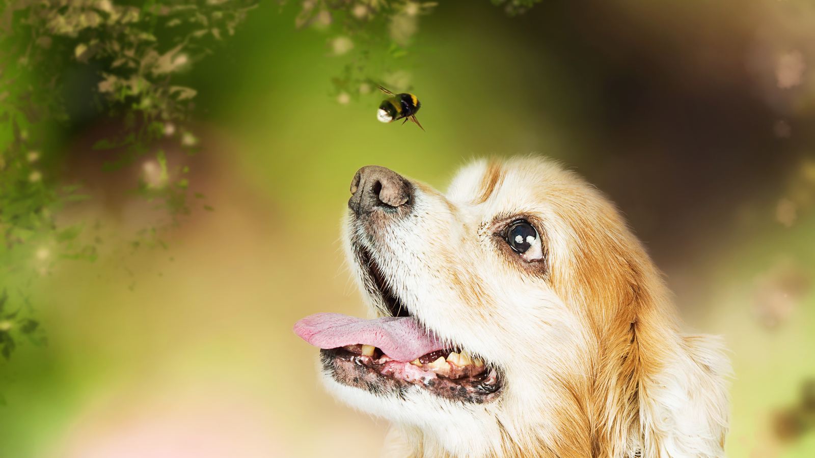 Bienenstich – Was tun, wenn der Hund gestochen wird?