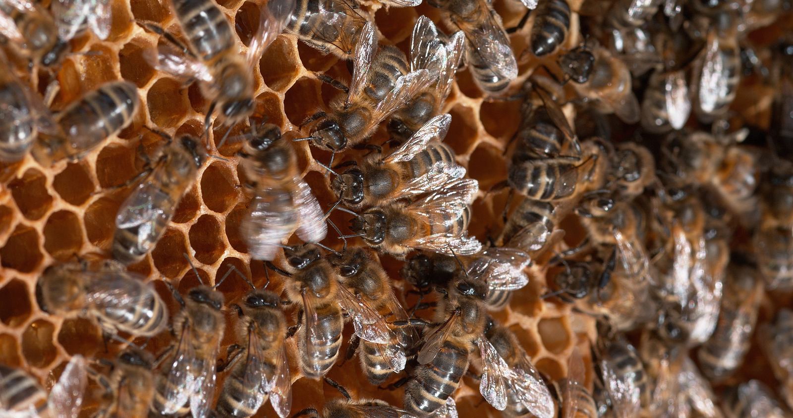 Honigbienen beim Schwänzeltanz