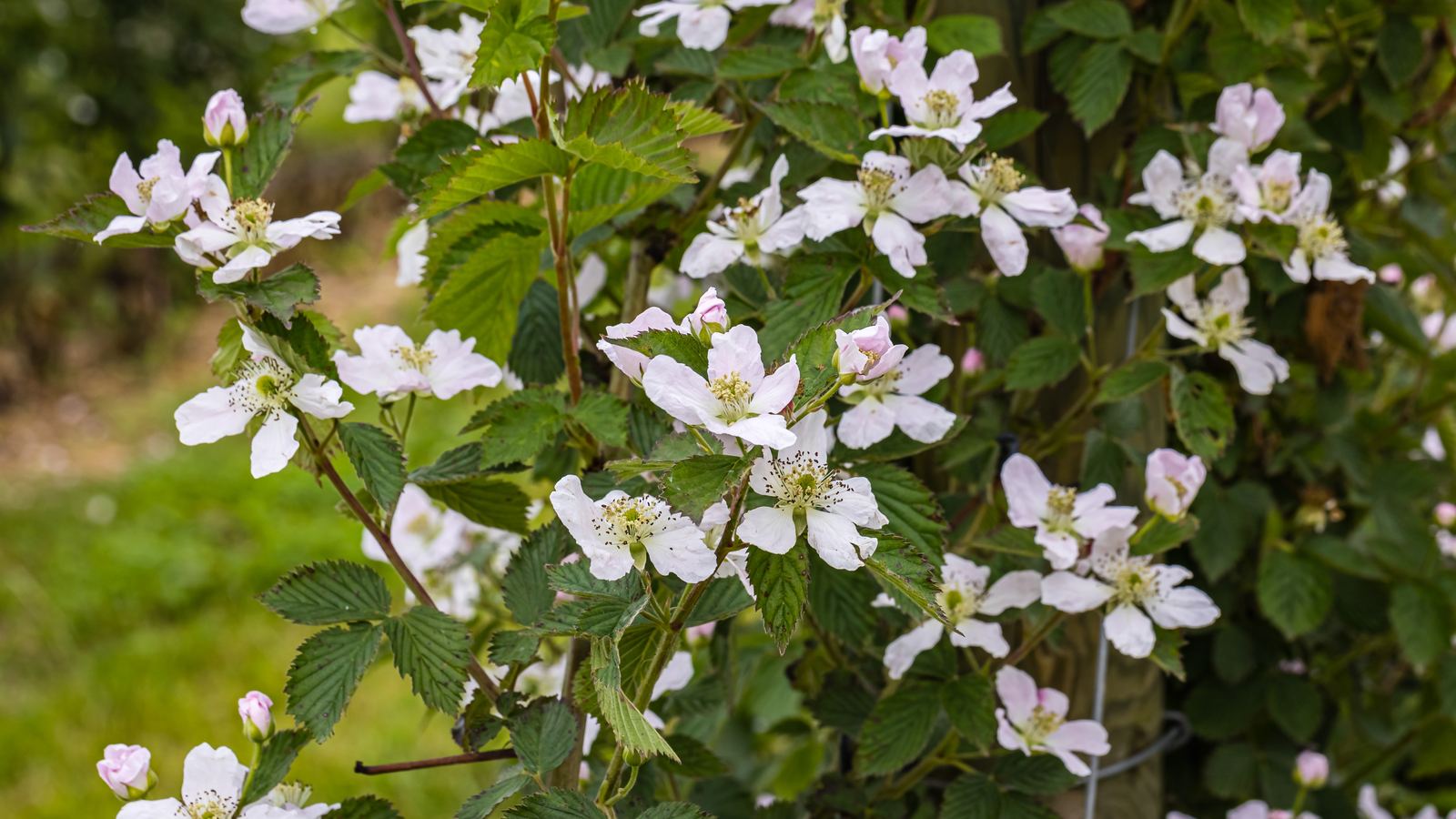 Brombeeren - Rubus fruticosus