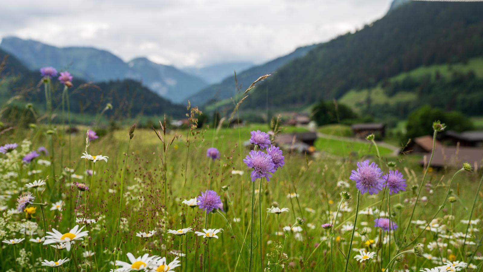 Flockenblume - Centaurea jacea