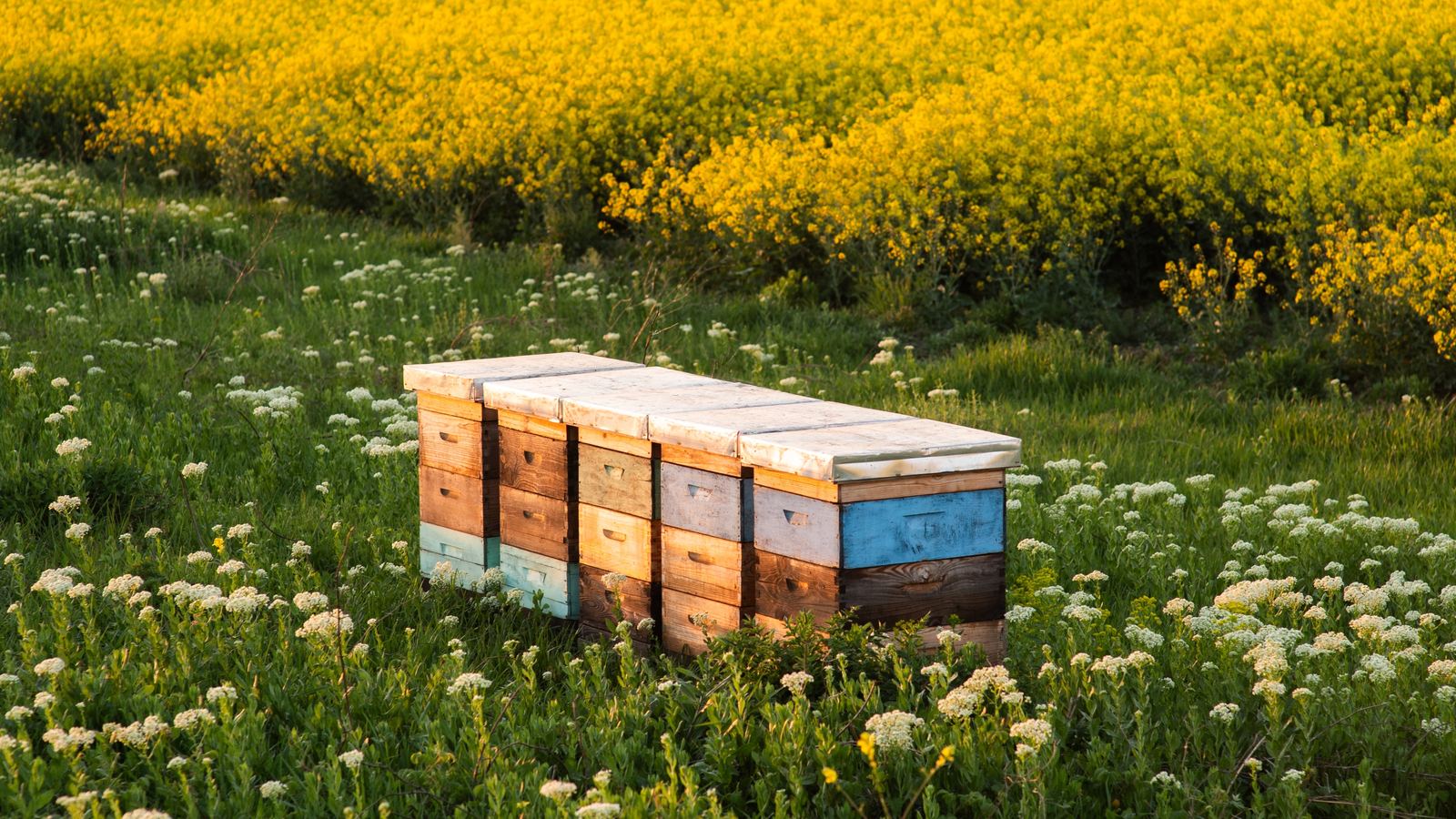 Bienenstand im Frühling vor dem Raps