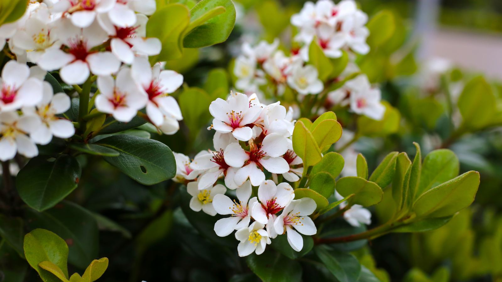 Weißdorn - Crataegus Arten