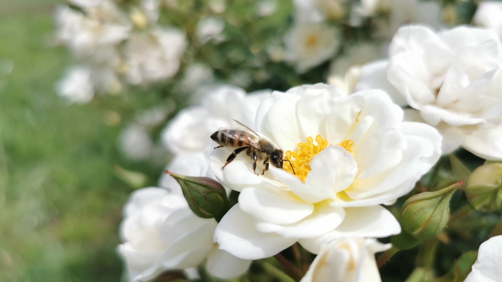 Wildrosen - Rosa-Arten
