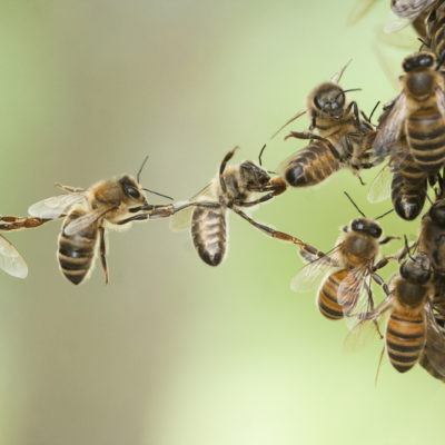 Bienenschwarm