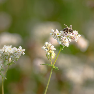 Buchweizenhonig