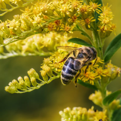 Honig Mimose