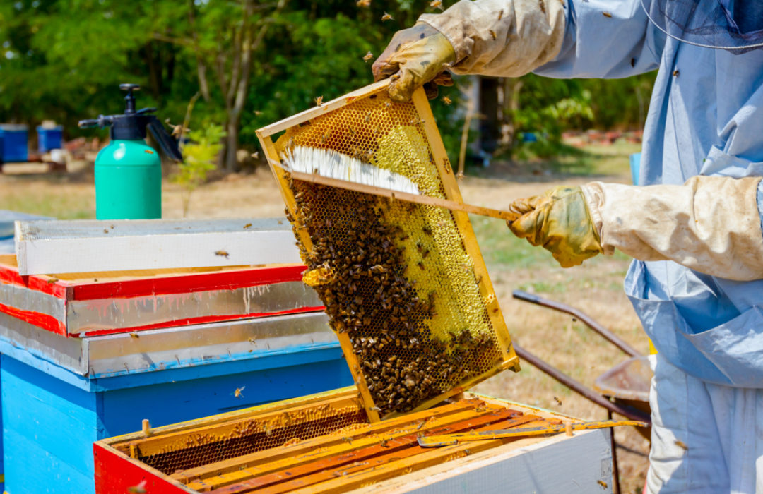Abkehrbesen mit Kunststoffborsten für Bienen Imkerei Waben 