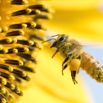 Sommerblüten Honig