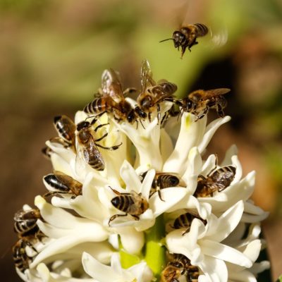 Trachtpflanzen, Bienen